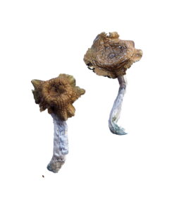 Buy Florida White (F+) Magic Mushrooms Online UK