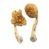 Buy Golden Mammoth Magic Mushrooms Online UK