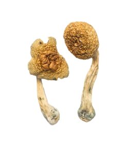 Buy Golden Mammoth Magic Mushrooms Online UK