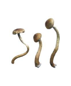 Buy Golden Teacher Special Magic Mushrooms Online UK