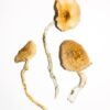 Buy Golden Teachers Online | Psilocybin Magic Mushrooms for Sale UK