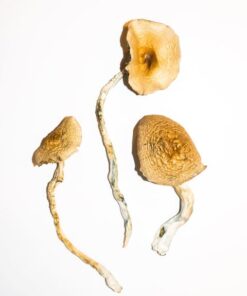 Buy Golden Teachers Online | Psilocybin Magic Mushrooms for Sale UK