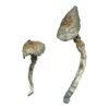 Buy Great White Monster Magic Mushrooms Online UK