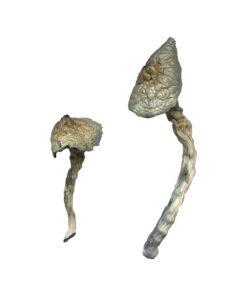 Buy Great White Monster Magic Mushrooms Online UK