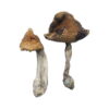 Buy Hawaiian Magic Mushrooms Online UK