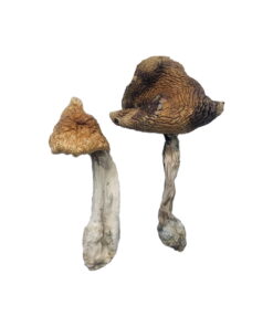 Buy Hawaiian Magic Mushrooms Online UK