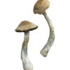 Buy HillBilly Magic Mushrooms Online UK