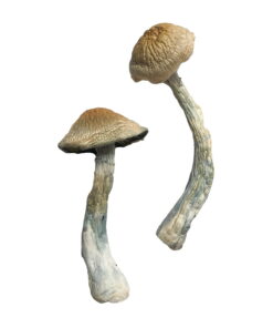 Buy HillBilly Magic Mushrooms Online UK