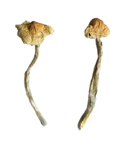 Buy Huautla Magic Mushrooms Online UK