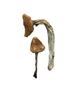 Buy Jedi Mind Fuck Shrooms Online UK