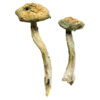 Buy Jerry Garcia Magic Mushrooms Online UK