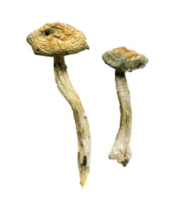 Buy Jerry Garcia Magic Mushrooms Online UK