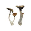 Buy Koh Samui Magic Mushrooms Online UK