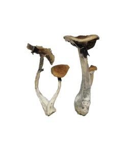 Buy Koh Samui Magic Mushrooms Online UK