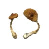 Buy Koh Samui Super Strain Magic Mushrooms Online UK