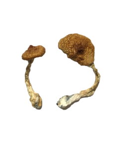 Buy Koh Samui Super Strain Magic Mushrooms Online UK