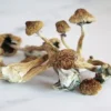 Buy Liberty Caps Mushrooms Online UK | Mushroomshop