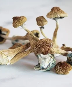 Buy Liberty Caps Mushrooms Online UK | Mushroomshop