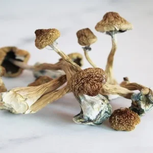 Buy Liberty Caps Mushrooms Online UK | Mushroomshop