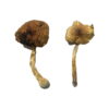 Buy Lizard King Magic Mushrooms Online UK