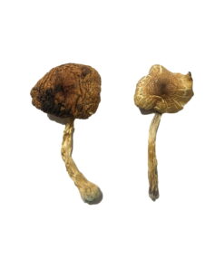 Buy Lizard King Magic Mushrooms Online UK