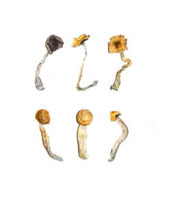 Buy Magic Mushroom Sampler Kit / Tasting Menu Online UK