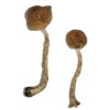 Buy Malabar Magic Mushrooms Online UK