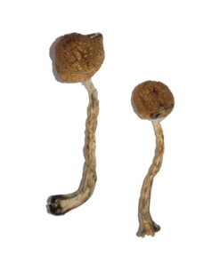 Buy Malabar Magic Mushrooms Online UK