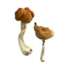 Buy Malaysian Magic Mushrooms Online UK