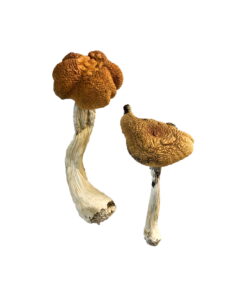 Buy Malaysian Magic Mushrooms Online UK