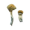 Buy Mazatapec Magic Mushrooms Online UK