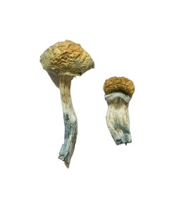 Buy Mazatapec Magic Mushrooms Online UK