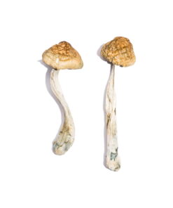 Buy McKennaii Magic Mushrooms Online UK - Buy Magic Mushrooms UK