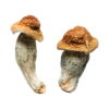 Buy Melmac (Homestead Penis Envy) Magic Mushrooms Online UK