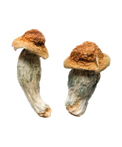 Buy Melmac (Homestead Penis Envy) Magic Mushrooms Online UK