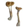 Buy Penis Envy 6 (PE6) Magic Mushrooms Online UK