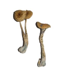 Buy Penis Envy 6 (PE6) Magic Mushrooms Online UK