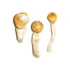 Buy Penis Envy Magic Mushrooms Online UK
