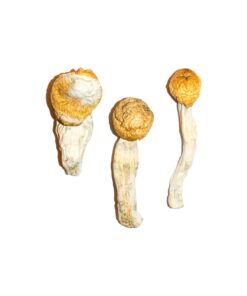 Buy Penis Envy Magic Mushrooms Online UK
