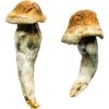Buy Penis Envy XL Magic Mushrooms Online UK