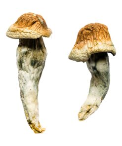 Buy Penis Envy XL Magic Mushrooms Online UK