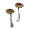 Buy Psilocybe Aztecorum Magic Mushrooms Online UK