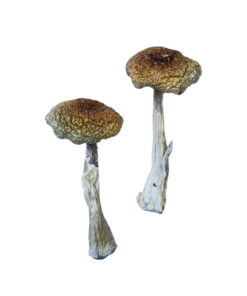 Buy Psilocybe Aztecorum Magic Mushrooms Online UK