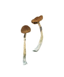 Buy Puerto Rican Magic Mushrooms Online UK