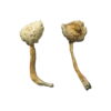 Buy Rusty Whyte Magic Mushrooms Online UK