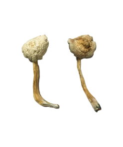 Buy Rusty Whyte Magic Mushrooms Online UK
