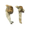 Buy Shepherds Cut Penis Envy Magic Mushrooms Online UK