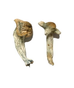 Buy Shepherds Cut Penis Envy Magic Mushrooms Online UK