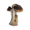 Buy South American Magic Mushrooms Online UK