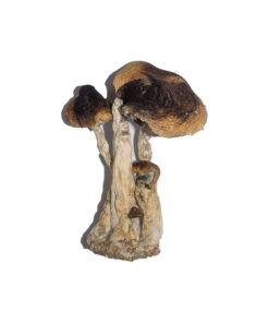 Buy South American Magic Mushrooms Online UK